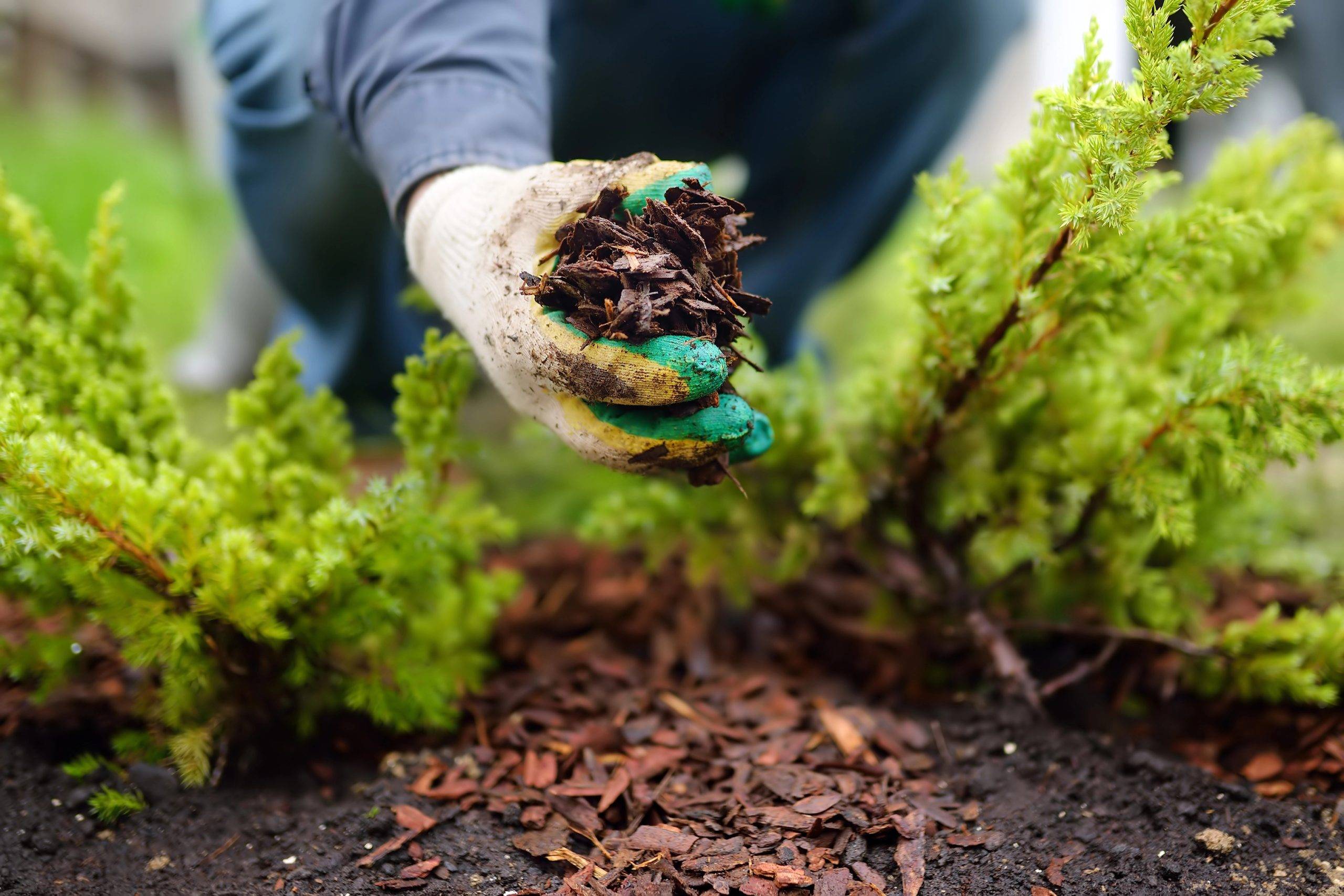 Mccain Lawn Service (5)